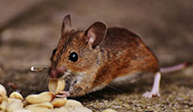 24 Hour & Emergency Exterminators in Dewey Beach, DE